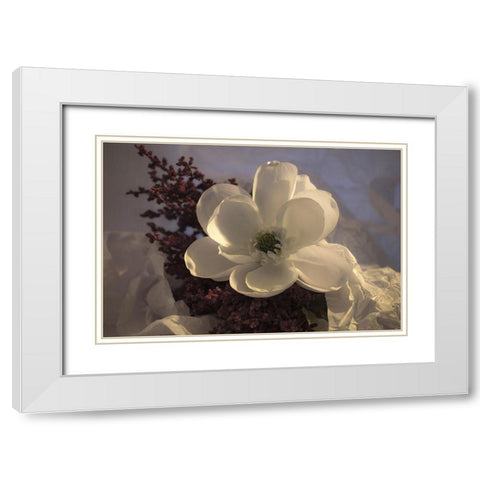 Close-up of flower White Modern Wood Framed Art Print with Double Matting by Beraldo, Zandina Muench
