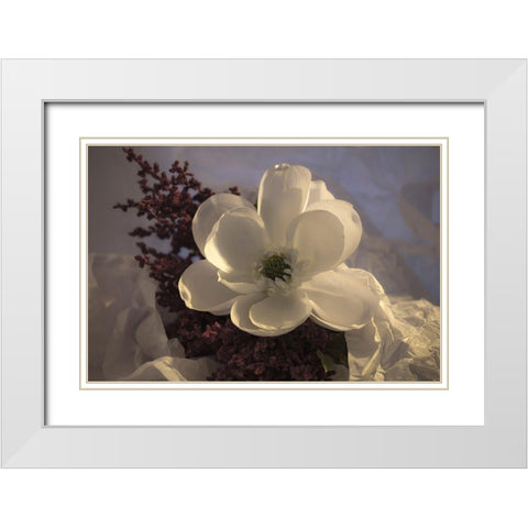 Close-up of flower White Modern Wood Framed Art Print with Double Matting by Beraldo, Zandina Muench