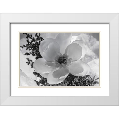 Close-up of flower White Modern Wood Framed Art Print with Double Matting by Beraldo, Zandina Muench