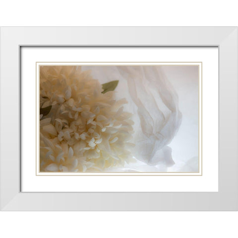 Close-up of flower White Modern Wood Framed Art Print with Double Matting by Beraldo, Zandina Muench