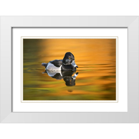Ring-necked duck White Modern Wood Framed Art Print with Double Matting by Jones, Adam
