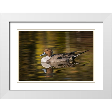 Pintail duck White Modern Wood Framed Art Print with Double Matting by Jones, Adam