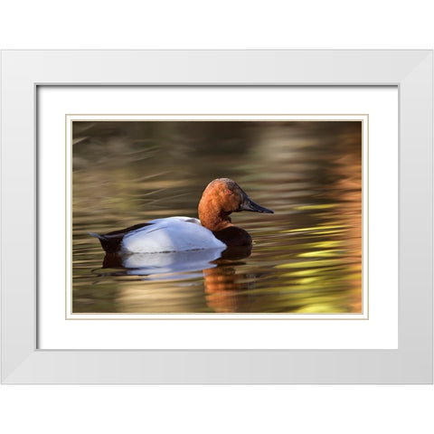 Canvasback duck White Modern Wood Framed Art Print with Double Matting by Jones, Adam