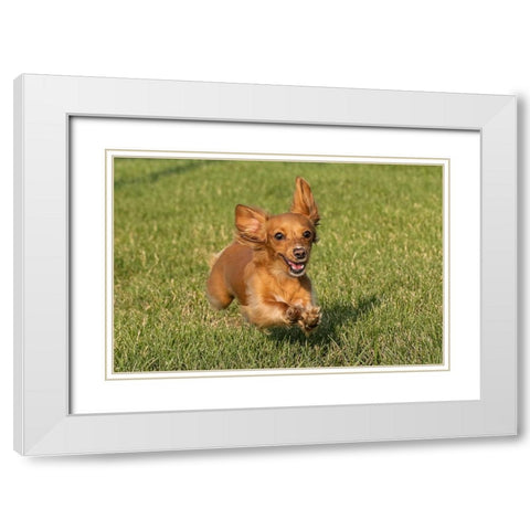 Miniature Dachshund running toward camera White Modern Wood Framed Art Print with Double Matting by Jones, Adam