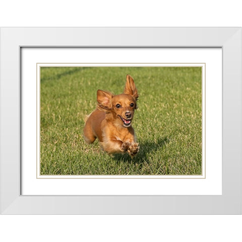 Miniature Dachshund running toward camera White Modern Wood Framed Art Print with Double Matting by Jones, Adam
