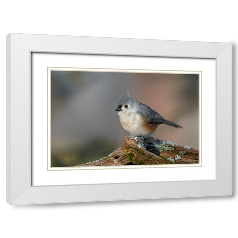 Tufted titmouse in winter White Modern Wood Framed Art Print with Double Matting by Jones, Adam