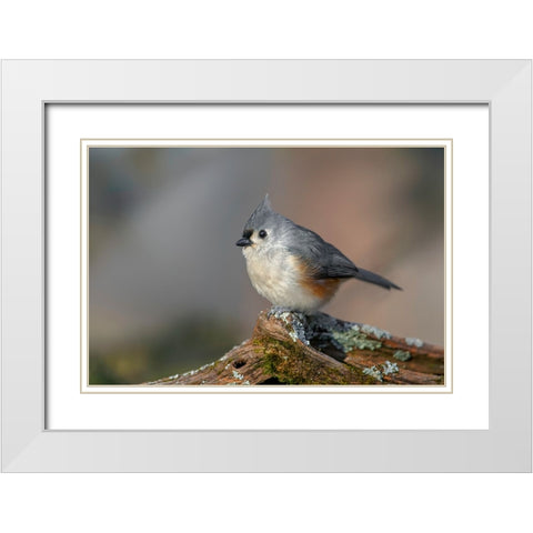 Tufted titmouse in winter White Modern Wood Framed Art Print with Double Matting by Jones, Adam