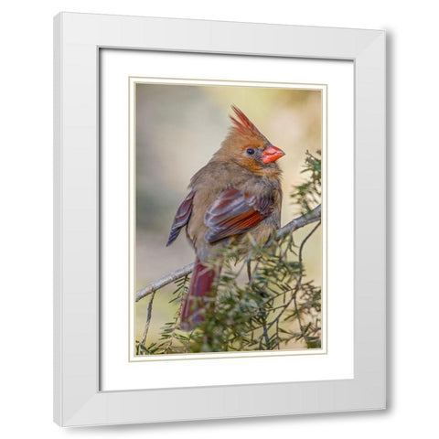 Female northern cardinal in winter White Modern Wood Framed Art Print with Double Matting by Jones, Adam