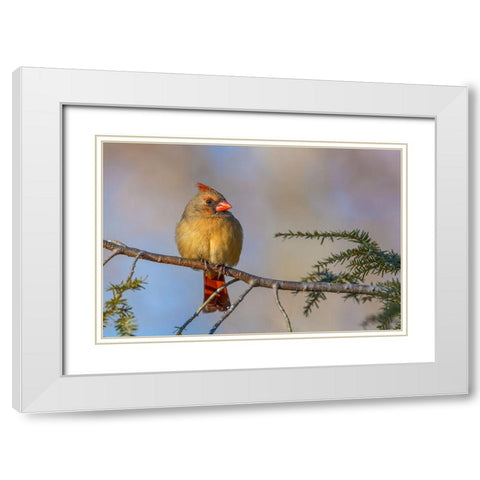 Female northern cardinal in winter White Modern Wood Framed Art Print with Double Matting by Jones, Adam