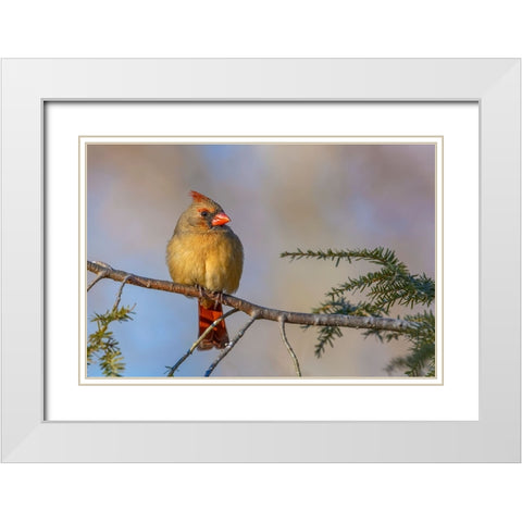 Female northern cardinal in winter White Modern Wood Framed Art Print with Double Matting by Jones, Adam
