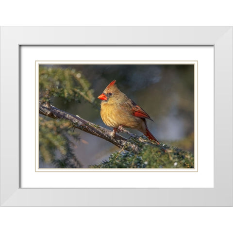 Female northern cardinal in winter White Modern Wood Framed Art Print with Double Matting by Jones, Adam