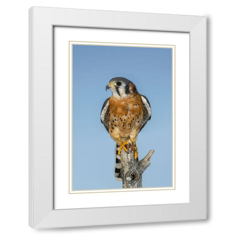 Male American Kestrel White Modern Wood Framed Art Print with Double Matting by Jones, Adam
