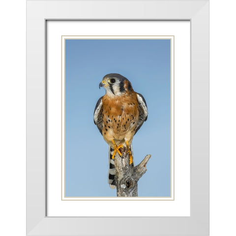 Male American Kestrel White Modern Wood Framed Art Print with Double Matting by Jones, Adam