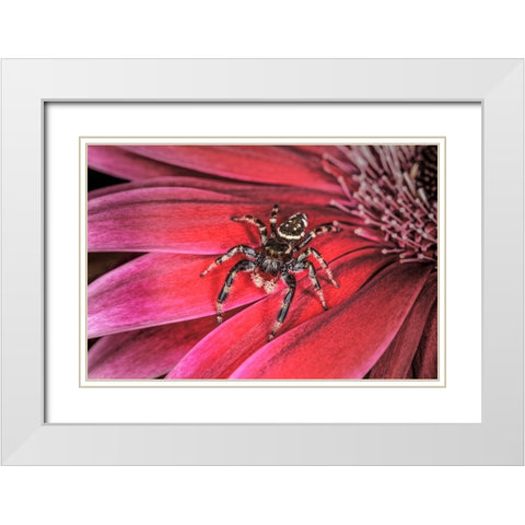 Bold Jumping spider White Modern Wood Framed Art Print with Double Matting by Jones, Adam