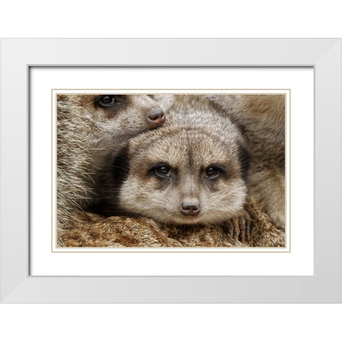Meerkat family sleeping together White Modern Wood Framed Art Print with Double Matting by Jones, Adam