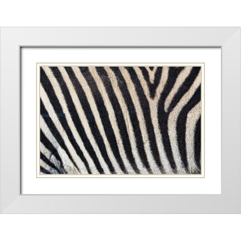 Burchells zebra pattern of black and white stripes White Modern Wood Framed Art Print with Double Matting by Jones, Adam