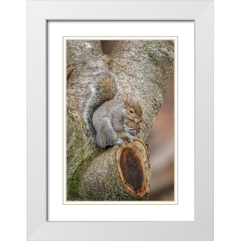 Gray Squirrel eating a walnut from favorite perch White Modern Wood Framed Art Print with Double Matting by Jones, Adam