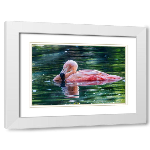 Chilean flamingo swimming White Modern Wood Framed Art Print with Double Matting by Jones, Adam