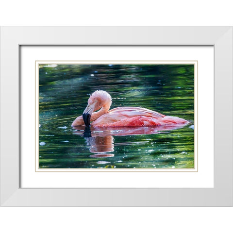 Chilean flamingo swimming White Modern Wood Framed Art Print with Double Matting by Jones, Adam