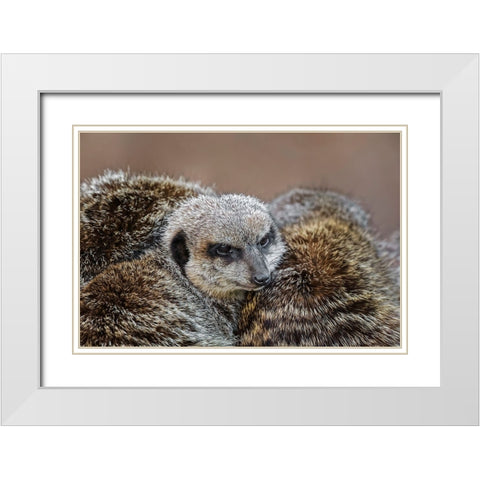 Meerkat family sleeping together White Modern Wood Framed Art Print with Double Matting by Jones, Adam