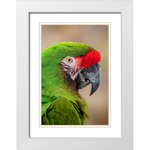 Great green macaw-native to South America White Modern Wood Framed Art Print with Double Matting by Jones, Adam