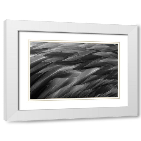 Black and white of pattern in American flamingo feathers White Modern Wood Framed Art Print with Double Matting by Jones, Adam