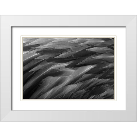 Black and white of pattern in American flamingo feathers White Modern Wood Framed Art Print with Double Matting by Jones, Adam