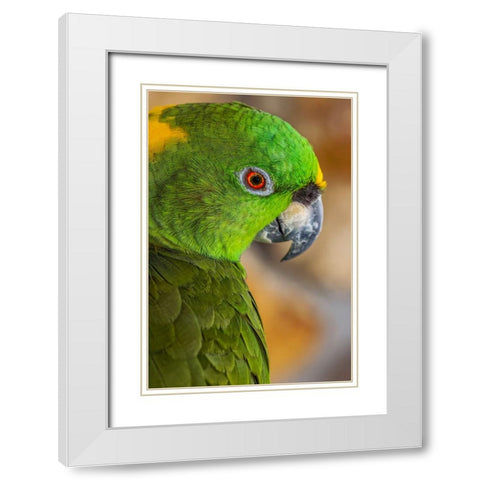 Yellow-napped Amazon parrot portrait White Modern Wood Framed Art Print with Double Matting by Jones, Adam