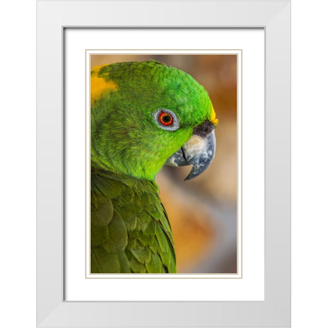 Yellow-napped Amazon parrot portrait White Modern Wood Framed Art Print with Double Matting by Jones, Adam