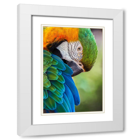 Blue and gold macaw White Modern Wood Framed Art Print with Double Matting by Jones, Adam