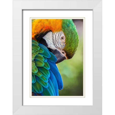 Blue and gold macaw White Modern Wood Framed Art Print with Double Matting by Jones, Adam