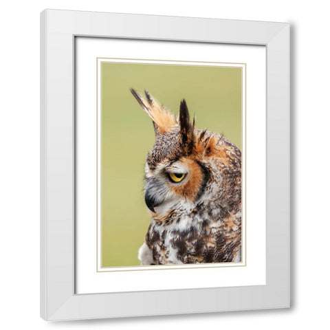 Great horned owl portrait White Modern Wood Framed Art Print with Double Matting by Jones, Adam