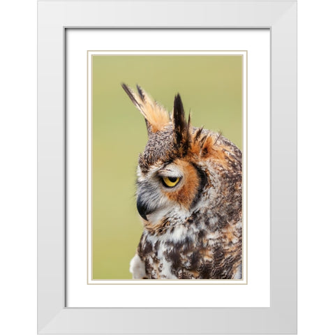 Great horned owl portrait White Modern Wood Framed Art Print with Double Matting by Jones, Adam