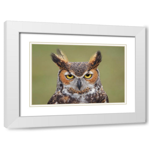 Great horned owl portrait White Modern Wood Framed Art Print with Double Matting by Jones, Adam
