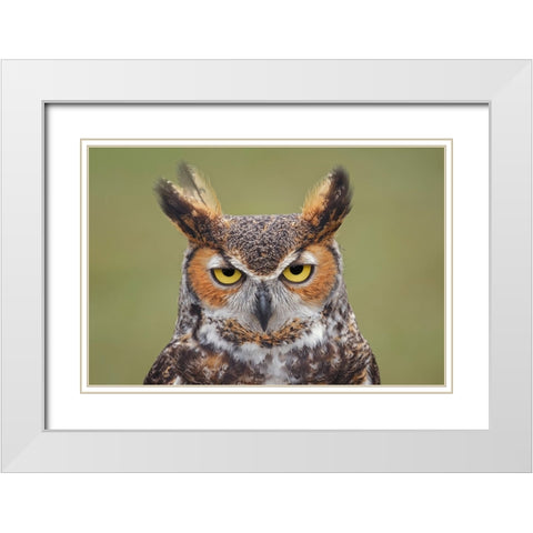 Great horned owl portrait White Modern Wood Framed Art Print with Double Matting by Jones, Adam