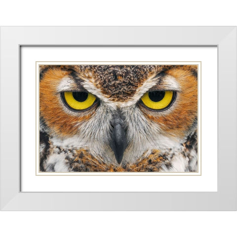 Close-up of Great horned owl White Modern Wood Framed Art Print with Double Matting by Jones, Adam