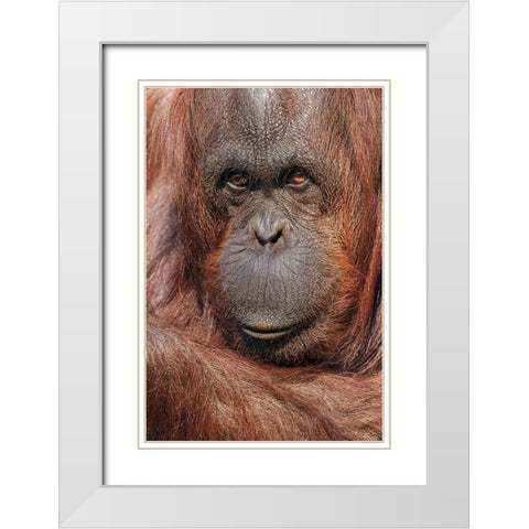 Orangutan-Pongo-native to Borneo and Sumatra White Modern Wood Framed Art Print with Double Matting by Jones, Adam
