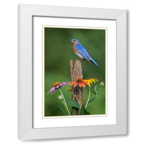 Male Eastern bluebird on old fence post with cone flowers White Modern Wood Framed Art Print with Double Matting by Jones, Adam