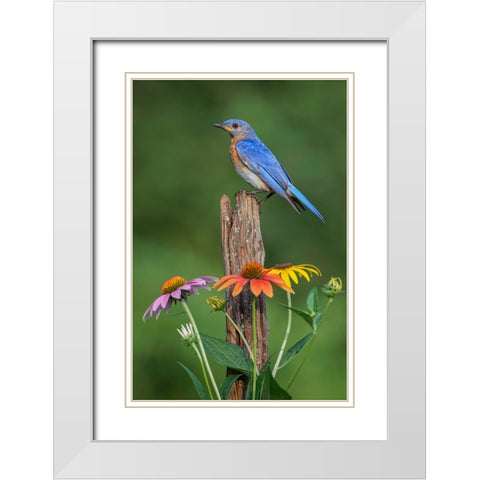 Male Eastern bluebird on old fence post with cone flowers White Modern Wood Framed Art Print with Double Matting by Jones, Adam