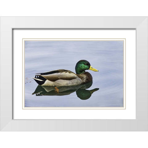 Duck swimming in autumn water White Modern Wood Framed Art Print with Double Matting by Jones, Adam