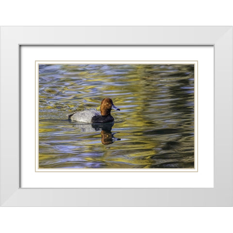 Duck swimming in autumn water White Modern Wood Framed Art Print with Double Matting by Jones, Adam