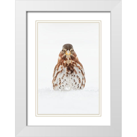 Fox Sparrow foraging in snow White Modern Wood Framed Art Print with Double Matting by Jones, Adam