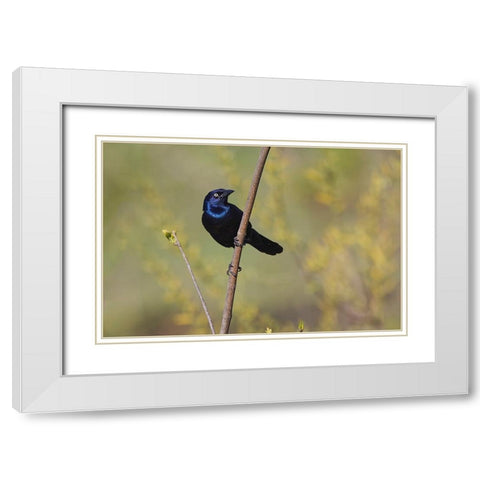 Common grackle White Modern Wood Framed Art Print with Double Matting by Jones, Adam