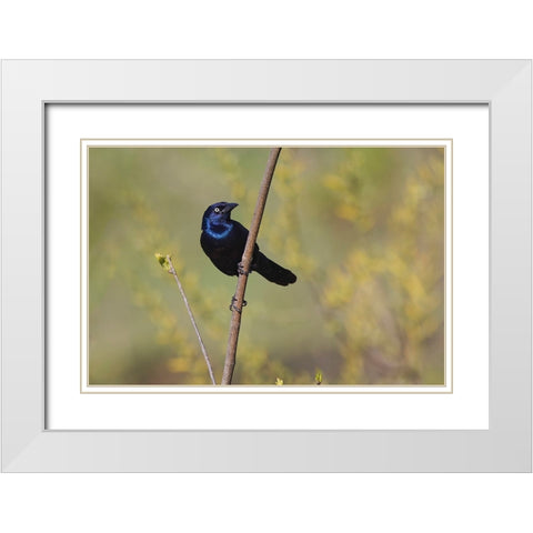 Common grackle White Modern Wood Framed Art Print with Double Matting by Jones, Adam