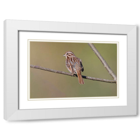 Song sparrow White Modern Wood Framed Art Print with Double Matting by Jones, Adam