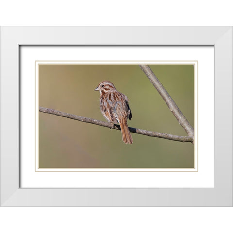 Song sparrow White Modern Wood Framed Art Print with Double Matting by Jones, Adam