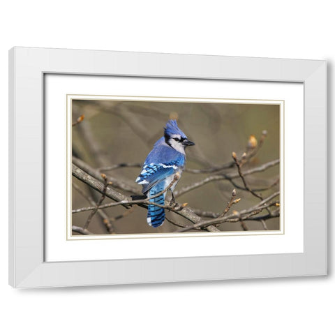 Blue jay White Modern Wood Framed Art Print with Double Matting by Jones, Adam
