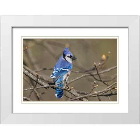 Blue jay White Modern Wood Framed Art Print with Double Matting by Jones, Adam