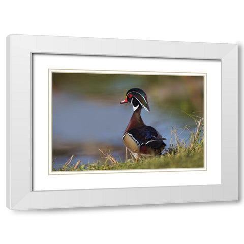 Male wood duck-blue jay White Modern Wood Framed Art Print with Double Matting by Jones, Adam