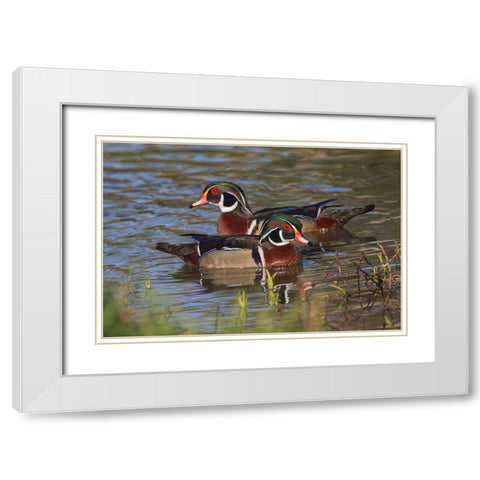 Male wood duck-blue jay White Modern Wood Framed Art Print with Double Matting by Jones, Adam